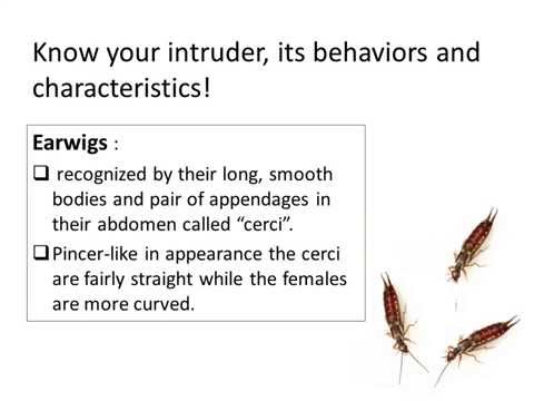 how to i get rid of earwigs