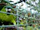 Parrot says Hello (in Portuguese) Parrot says Hello (in Portuguese)
