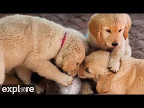Live-Cam: Hunde Welpen - Labrador Retriever - Nurse ...