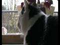 videos de My cat enjoys a little conversation with a pigeon