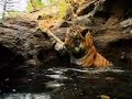 Orange Travel Adv (Tiger)