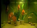 Solid Fire Red jonge discus visjes