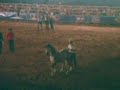 cavalo adestrado