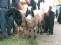 Newswala : Goats brought to Hyderabad for ID UZ ZUHA (BAKRID)