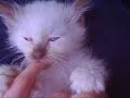 Mr Jinx chocolate point birman kitten