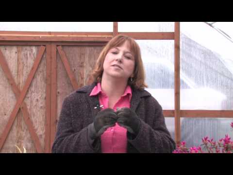 how to grow red beans