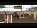 SIG Rifiki 14 year old TB Jumper Gelding for Sale 16.3