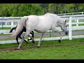 andalusians