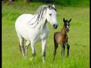 andalusians