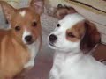 ?Best Friends ?Best Friends