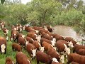 15-reasons-to-quit-eating-meat-be-a-vegetarian-must-see-.html
