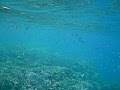 Snorkeling in Chumbe Island, Zanzibar, Tanzania ...