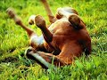 Chevaux