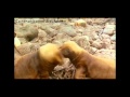 El video-clip: DEL Communication Breakdown original by led Zeppelin