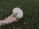 The Wild Goose Chase