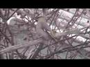 BohemianWaxwing