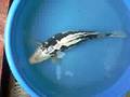 Kumonryu Koi - Female 17 1/2 inches - www.livingkoi.com - 168 Koi Farm