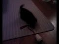 Pucky in actie