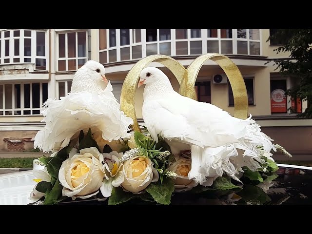 Голуби на свадьбу в Ярославле