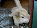 Excited baby bunny at 5 weeks old, still with her mum and brothers.