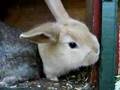 Baby Bunny Binkies