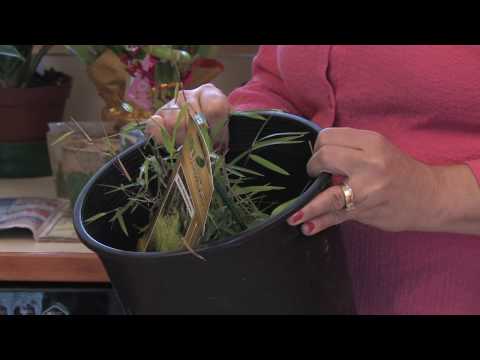 how to care for lucky bamboo indoors