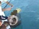 Mike's 462lb Goliath Grouper