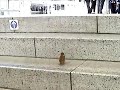 階段を上り下りをする「雀」