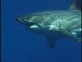 Sharks Tease