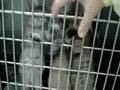 Kittens at humane society