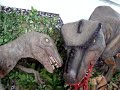 VISSI DINOSSAUROS