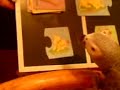 African Grey solving animal puzzle African Grey solving animal puzzle