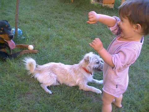 rottwailer