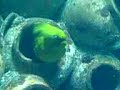 Pira�a en Atlantis 2007