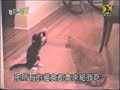 Teasing cat