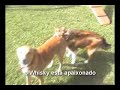 V�deo clip - Whisky aprendendo agility