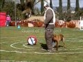 French Ring Sport - Tosco des Barriques - RIII