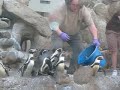 Oregon Zoo's penguins (feeding time)