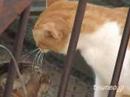 ツネオの喧嘩その1