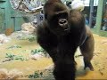 Bokito pissed off