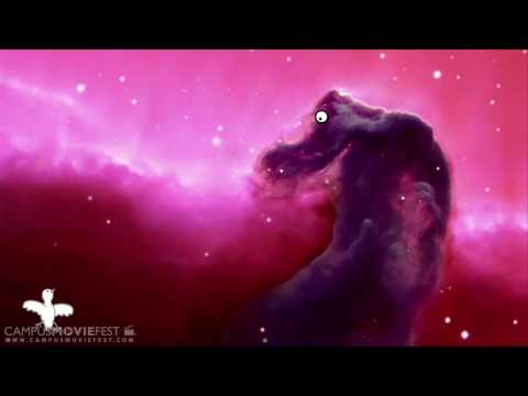 Space Bird - Bird in Space Space Bird - Bird in Space