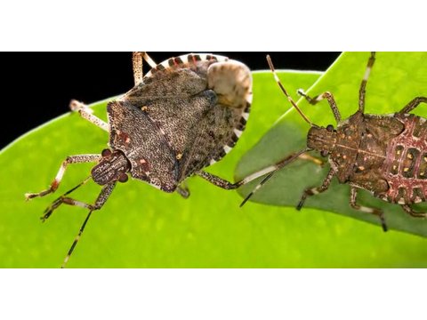 how to eliminate stink bugs