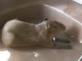 Caplin Rous is Sick Caplin Rous is Sick