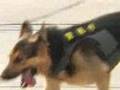 この犬がすごい