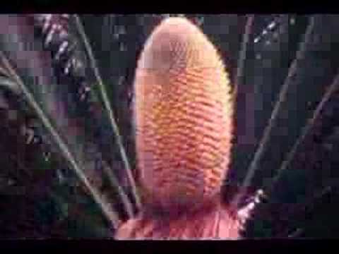 cycad cone time lapse
