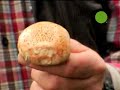 G Word- Wild Mushrooms