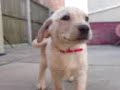 Amber the puppy
