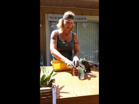 how to attach orchid to a tree
