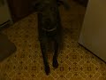 my dog my dog