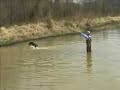 Retriever Training Water Directional work Puppy Training